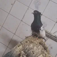 ۲۰تا کله سیاه نر جفتگاه