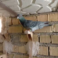 پلاکی طوقی زرد|پرنده|شیراز, سلطان آباد|دیوار