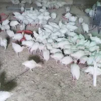 بیوتی۸۰۰ گرمی