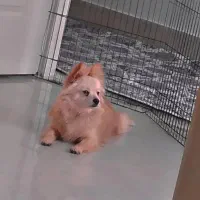 گمشده|حیوانات|تهران, خاک سفید|دیوار