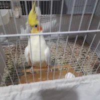 عروس هلندی لوتینو جوجه|پرنده|مشهد, کشف|دیوار