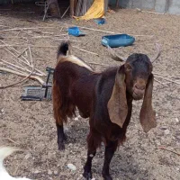 نر پاکستانی دوساله|حیوانات مزرعه|جاسک, |دیوار