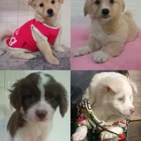 توله شیتزو اشپیتز