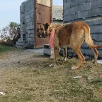 سگ سرابی ماده