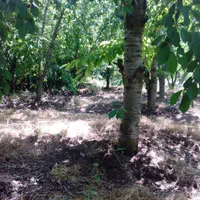 باغ ۴۰۰۰ متری در روستای ساربانک|فروش زمین و ملک کلنگی|قزوین, |دیوار