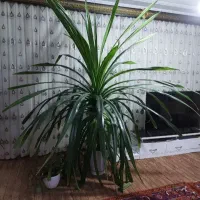 گلهای خانگی بزرگ