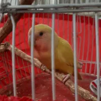 طوطی برزیلی|پرنده|پردیس, فاز ۳|دیوار