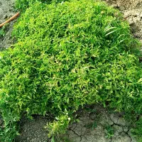 نشا گوجه (تولکی)