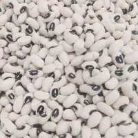 لوبیا چشم بلبلی تمیز و زودپخت