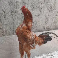 خروس لاری|حیوانات مزرعه|گنبد کاووس, |دیوار