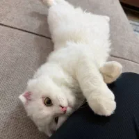 گربه میکس بریتیش و اسکاتیش|گربه|بابل, |دیوار