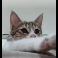 واگذاری رایگان گربه dsh