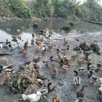 پرنده اردک|حیوانات مزرعه|لنگرود, |دیوار