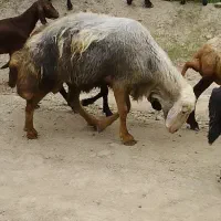 گوسفند قوچ
