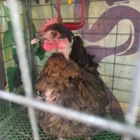 مرغ محلی|حیوانات مزرعه|قم, هنرستان|دیوار