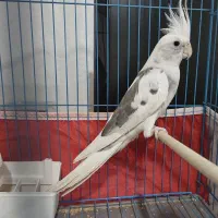 عروس هلندی نر‌البینو وایت