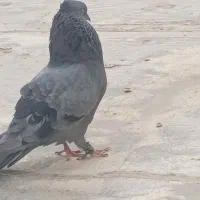 کبوتر
