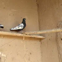 جفت کبوتر سینه سیا|پرنده|اسفراین, |دیوار