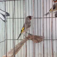 سهره نر|پرنده|بجنورد, |دیوار