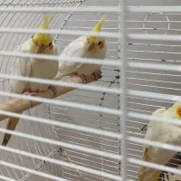 4تا لوتینو سرحال و خوش قیمت