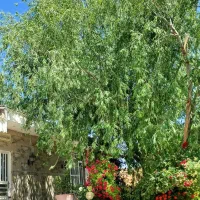 باغ ویلا جنگلی3500متر توس۴۱ شهرک حجت بامجوزدامداری