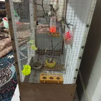 سره آواز خوان|پرنده|بیرجند, |دیوار