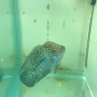 جوجه کامفاوارداتی|ماهی|تهران, افسریه شمالی|دیوار