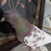 جفت نرماده|پرنده|بم, |دیوار