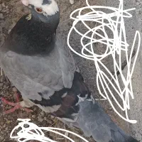 کفتر  پلاکی قیمت ۴ ملیون  ماوض با دوچرخه