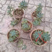 گل گل. دونه ۱۵ت|حراج|گرگان, |دیوار