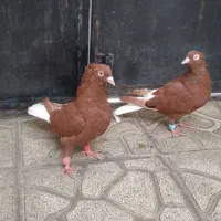 کفتر دم سفید