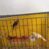 چهارتا جوجه قناری