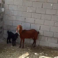 حیوانات