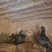 المانی|پرنده|آبکوه, |دیوار