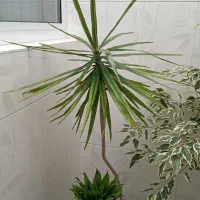 یک عدد گل دراسینا