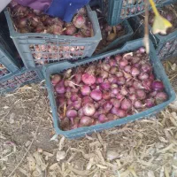 پیاز ارگانیک، پیک رایگان