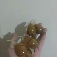فروش حلزون پیش مولد