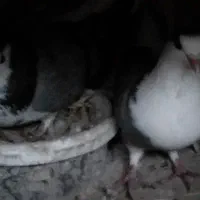 کبوتر طوقی پلاکی نر ،جفت بدرنگ سینه واز|پرنده|شاهینشهر, شهرک سایت|دیوار