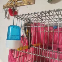 سهره نر|پرنده|نقده, |دیوار