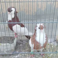 کبوتر زینتی کمیاب ناصری