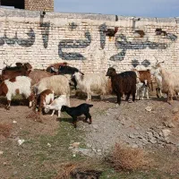 بززایده|حیوانات مزرعه|مشهد, کشاورز|دیوار