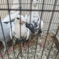 کفتر جفتگاه سینه مشهدی ترک سفیدخارجی کله سرخ نر|پرنده|مشهد, کوشش|دیوار