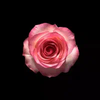 گل ربانی