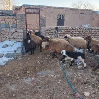 میش|حیوانات مزرعه|شهرضا, |دیوار