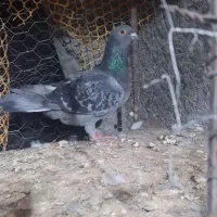 بالاخواف|پرنده|سلامی, |دیوار