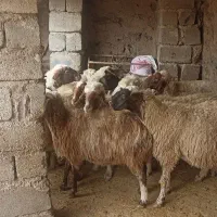 مالچه ۱۶عدد کمی سن دارن قیمت. ۲۵ملیون|حیوانات مزرعه|ماهیدشت, |دیوار