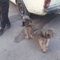 واگذاری سگ