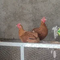 مرغ کرچ اماده لری اصل وخروس