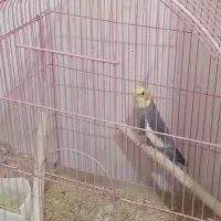 عروس هلندی سخنگو|پرنده|پاکدشت, شهرک امام رضا|دیوار