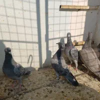 ۸عدد کفتر المانی ماده ۲عددسرکه ای ماده